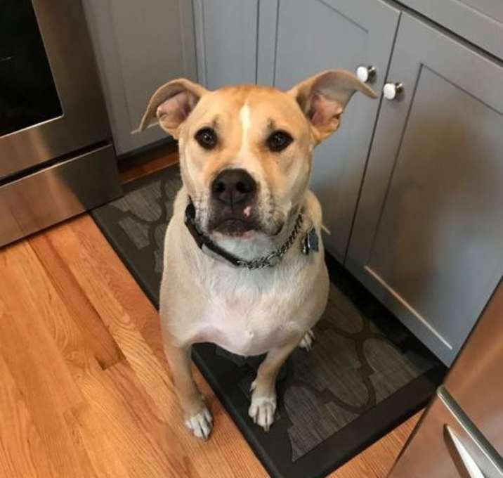 Photo of Wrigley (Baloo)