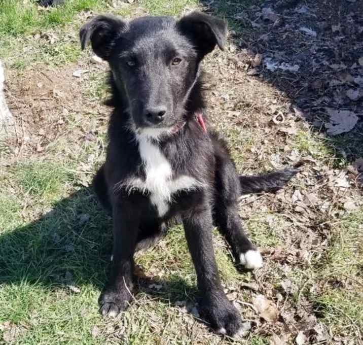 Photo of LACE (smooth - littermate)