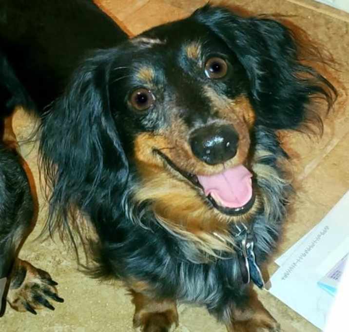 Photo of Toby **Bonded with George**