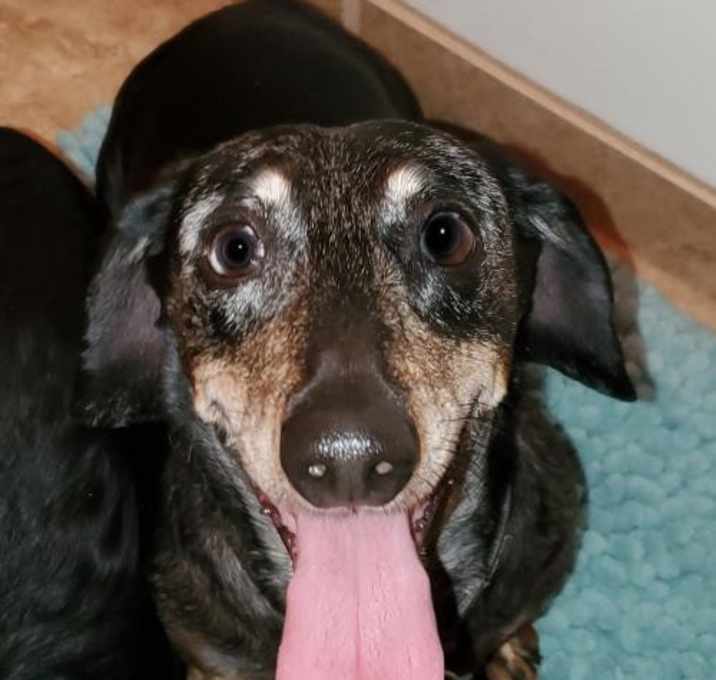 Photo of George **Bonded with Toby**