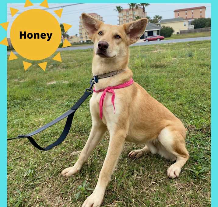 Photo of Honey
