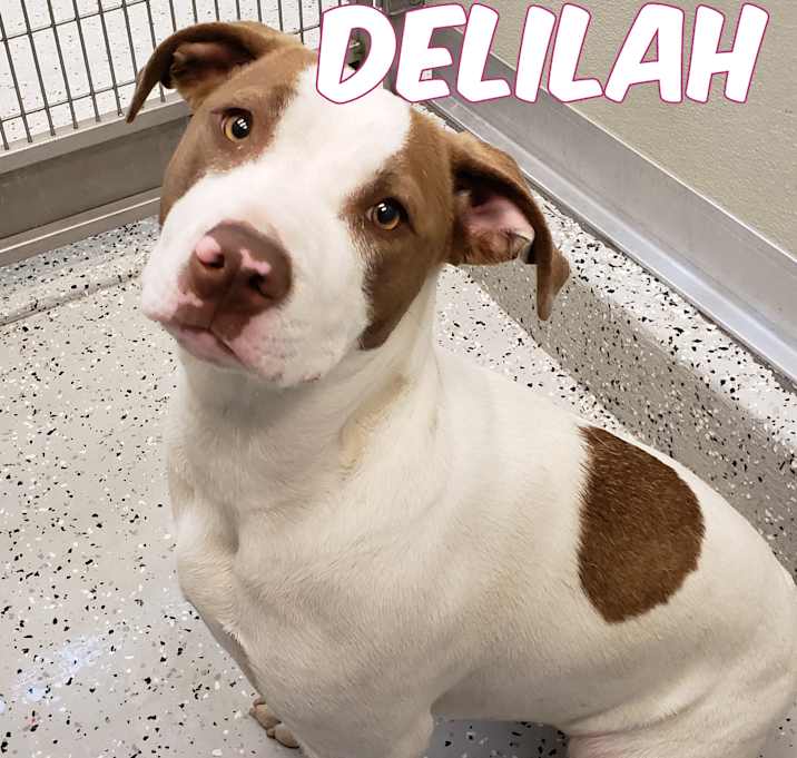 Photo of Delilah
