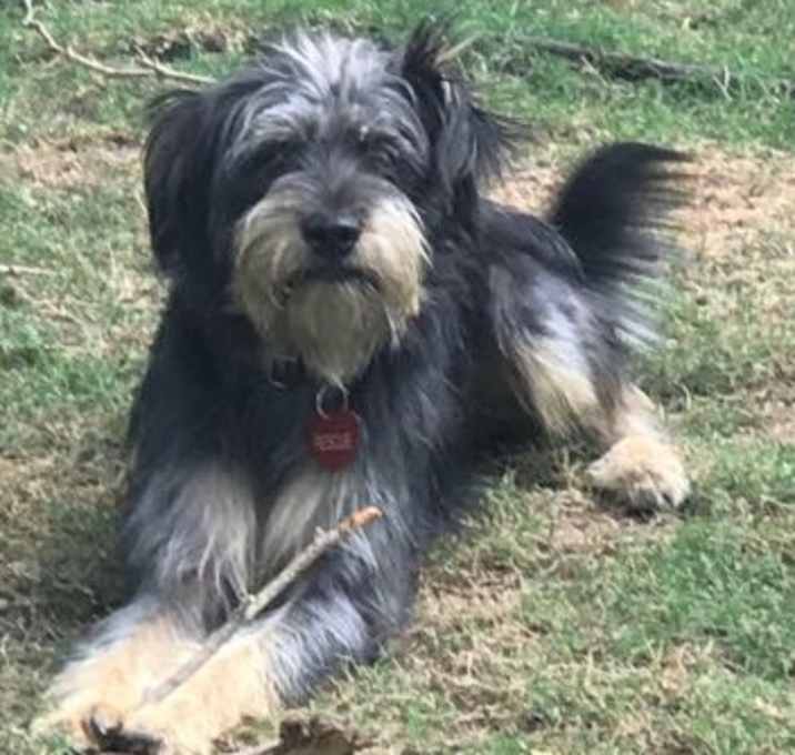 Photo of SCRUFFY BEAR