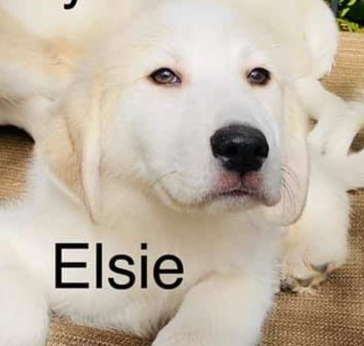 Photo of Elsie