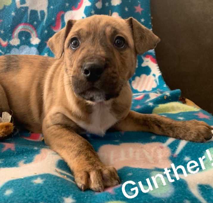 Photo of Puppies (Tacoma)