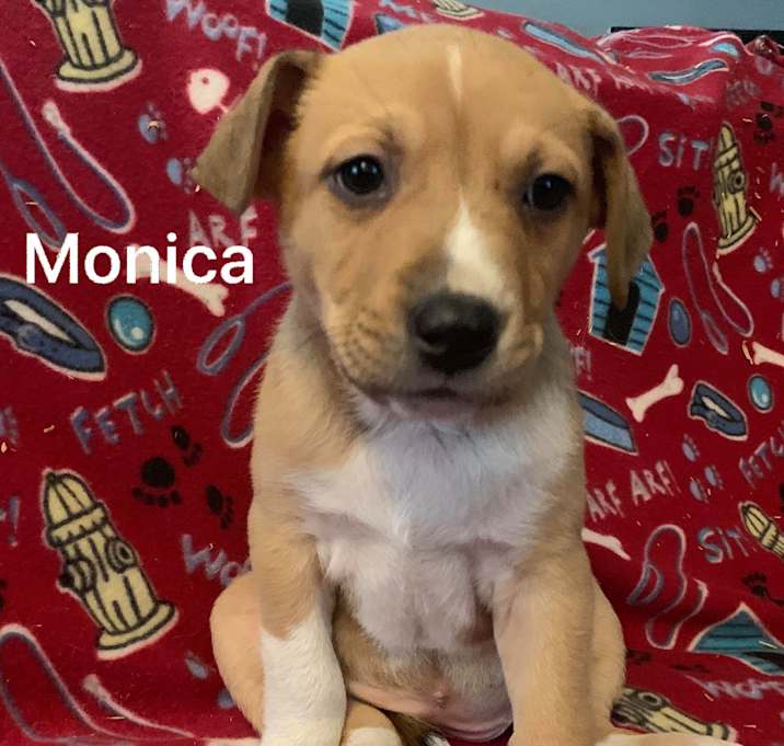 Photo of Puppies (Tacoma)