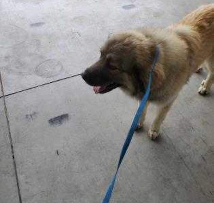 Photo of Drumm Dragon