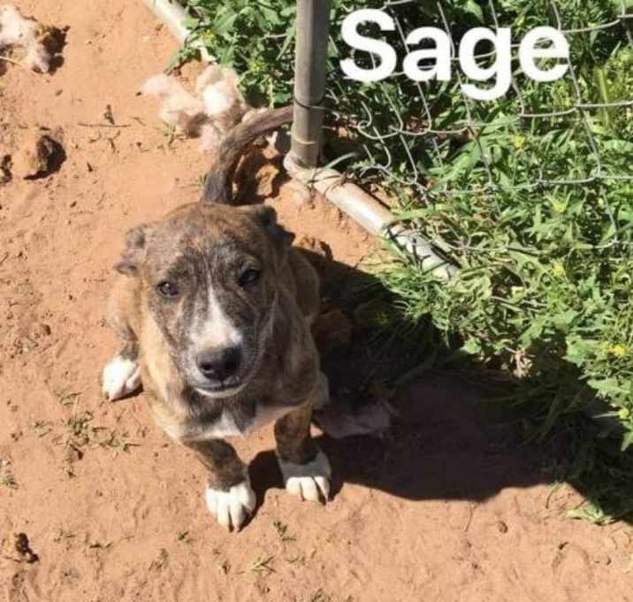 Photo of Sage