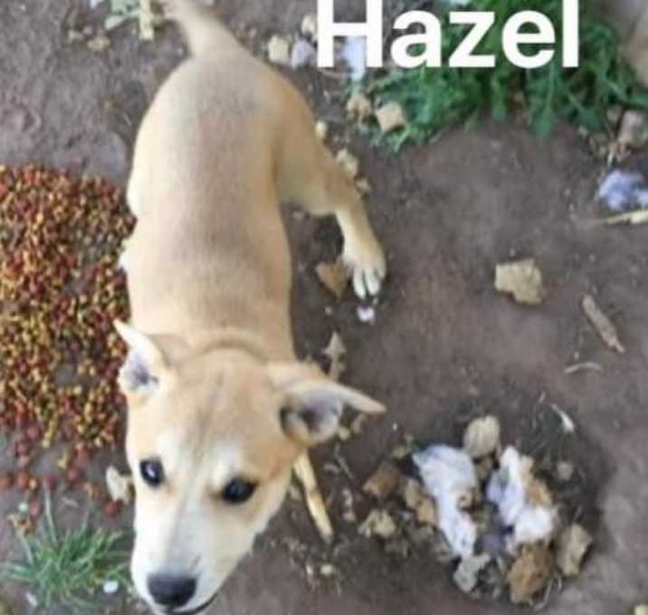 Photo of Hazel