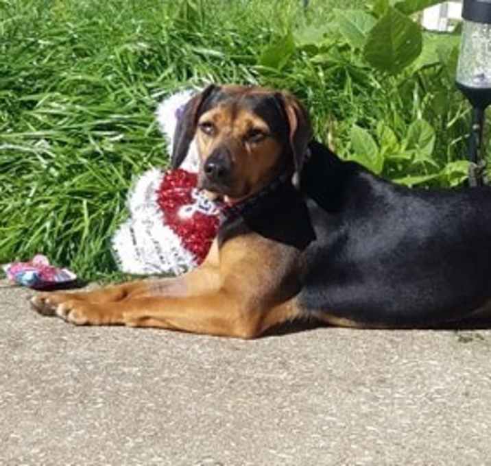 Photo of Lucy 4/2020