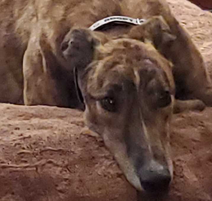 Photo of Tim Robbind