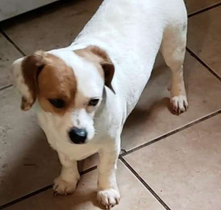 Photo of Biscuit and Jack