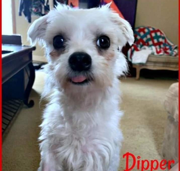 Photo of Dipper