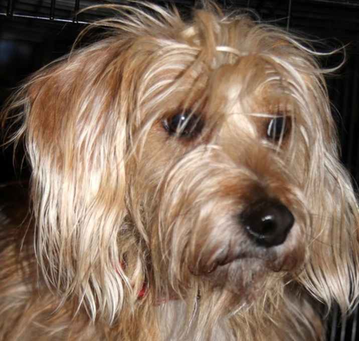 Photo of Fluffy, 5 yrs, 20 lbs, $250