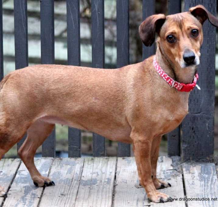 Photo of Carmella, 5 yrs, 20 Lbs, #250