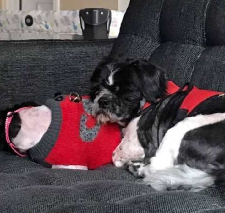 Photo of Spike and Princess - Adorable Duo