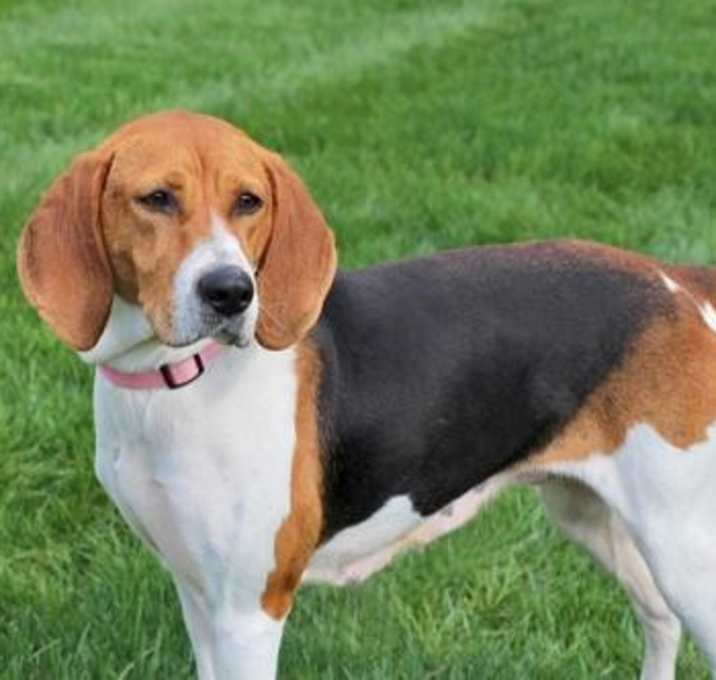 Photo of EMMALINE-FOSTER NEEDED