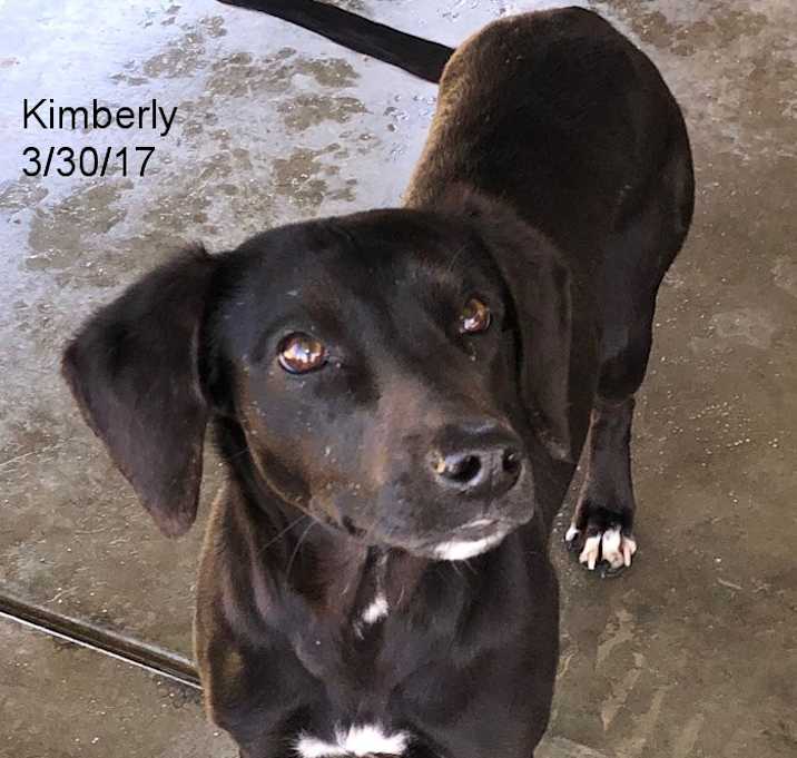 Photo of 4Manchester Terriers