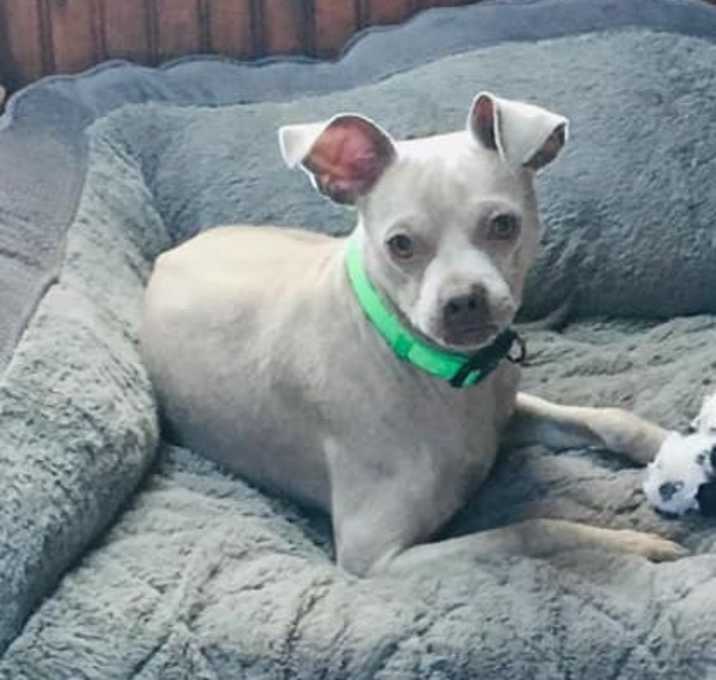 Photo of Harirless Joe