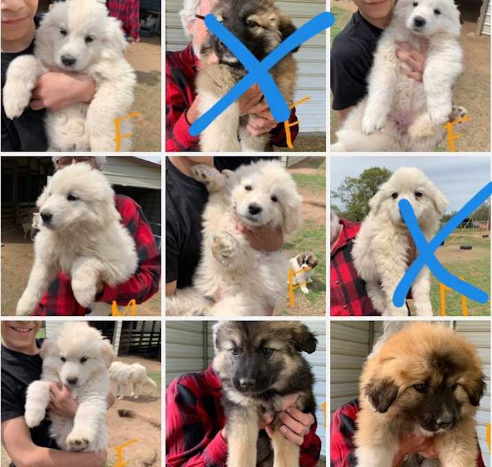 Photo of Fluffy Puppies