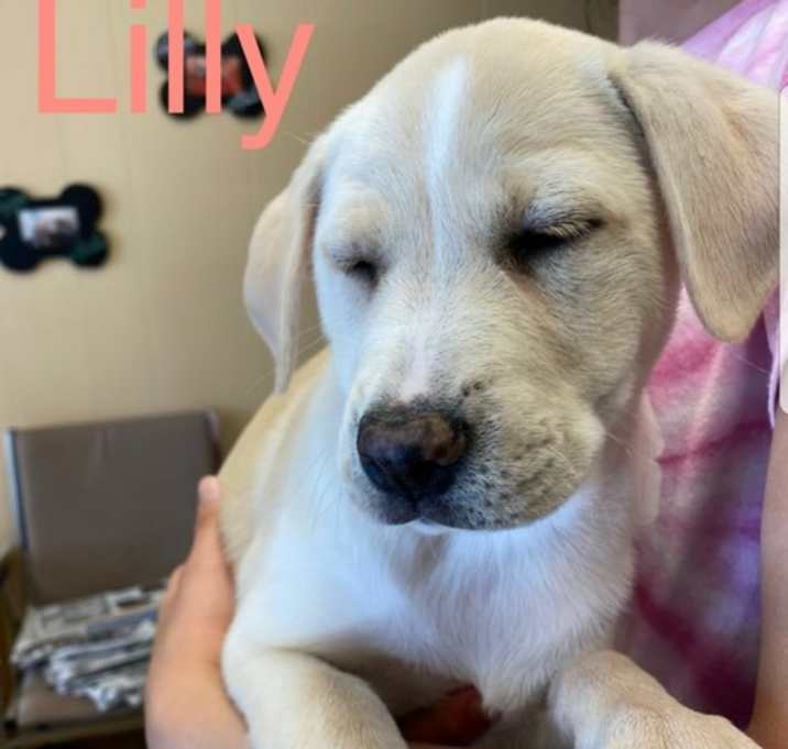 Photo of Lilly