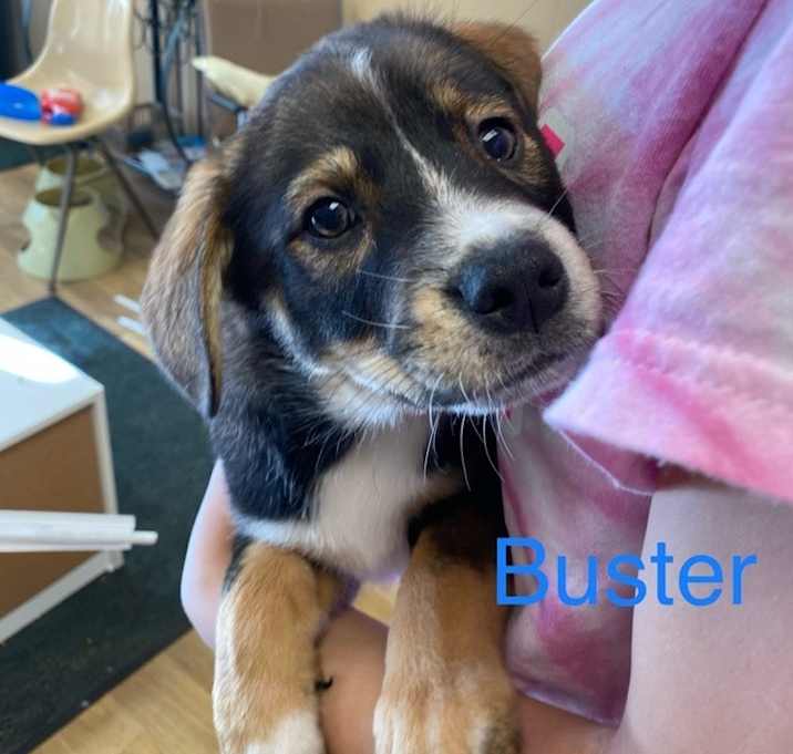Photo of Buster