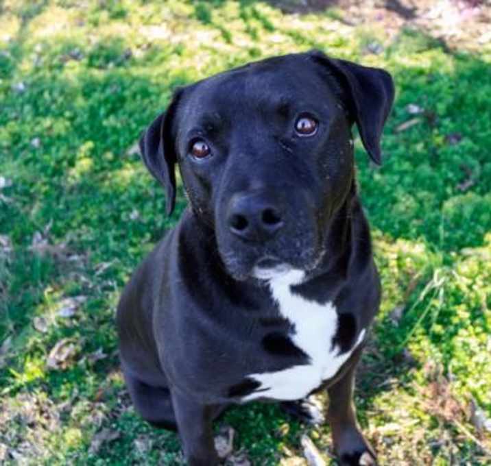 Photo of GIBSON (Lab)