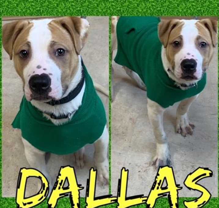 Photo of DALLAS