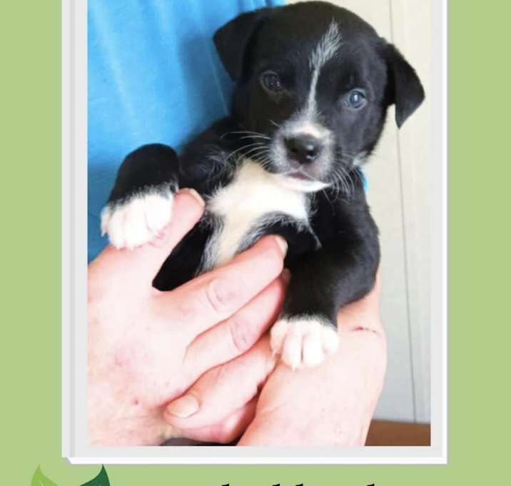 Photo of Cypress D15233