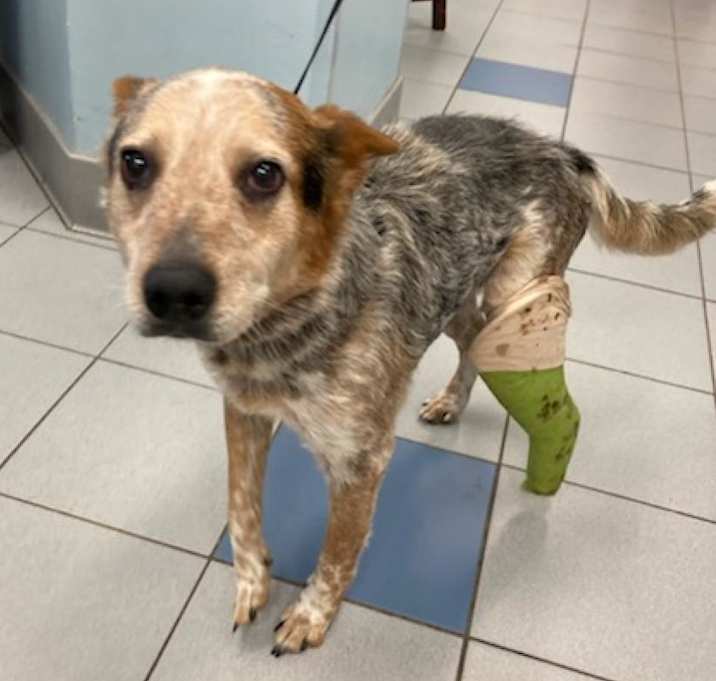 Photo of Blake Shelton