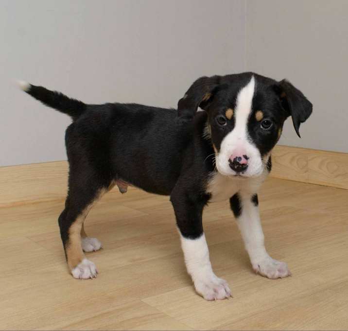 Photo of Big McIntosh D15861