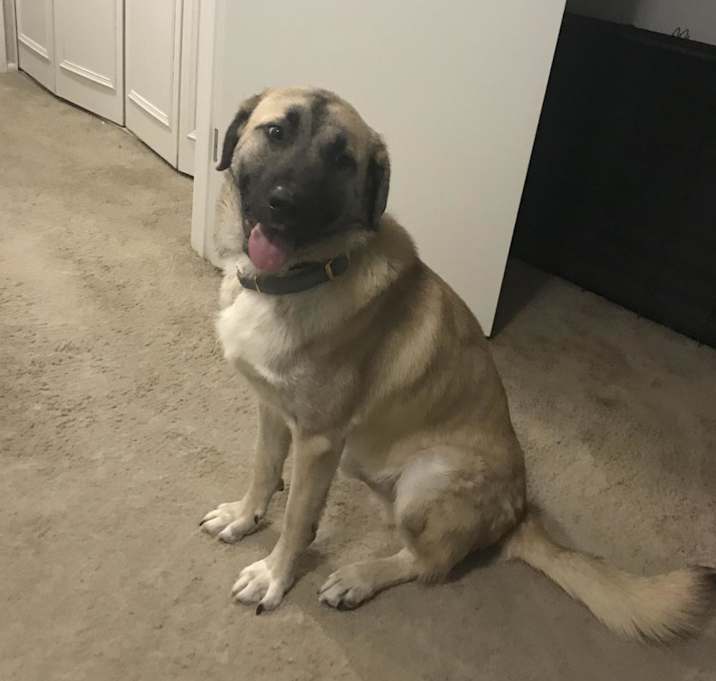 Photo of Remington D15139