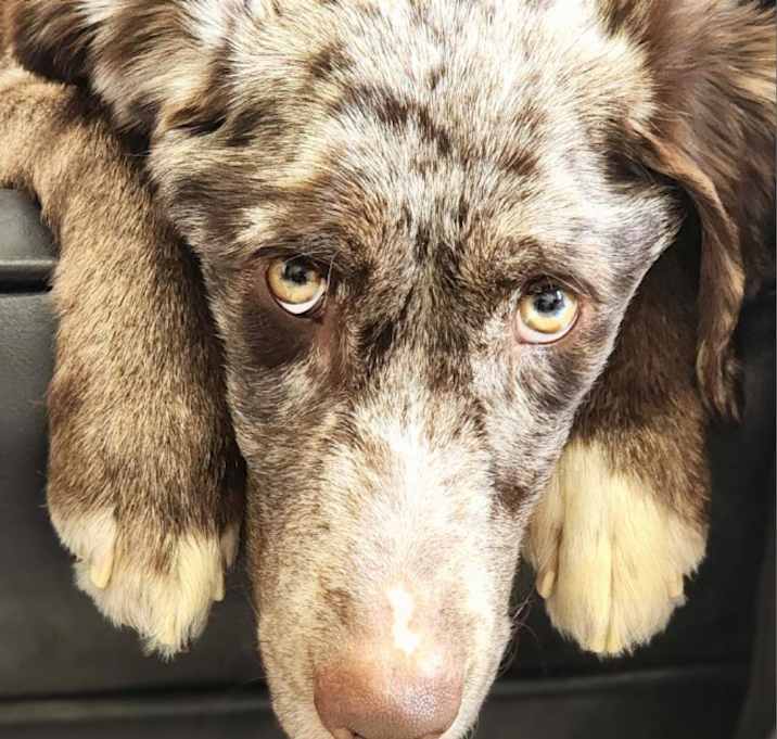 Photo of Lou Lou D16120