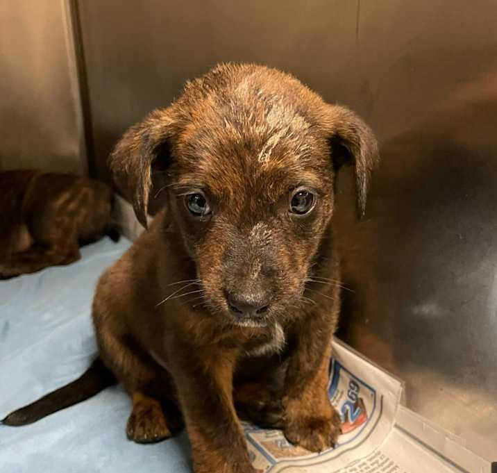 Photo of Kash- 042604S