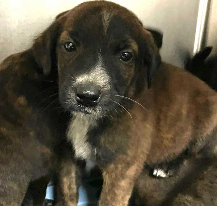 Photo of Briar Rose- 042605S