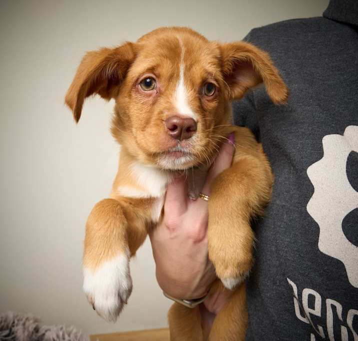 Photo of Moana *CH* D12315 (Sponsored)