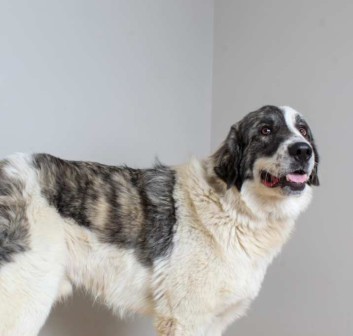 Photo of Hoss D16103