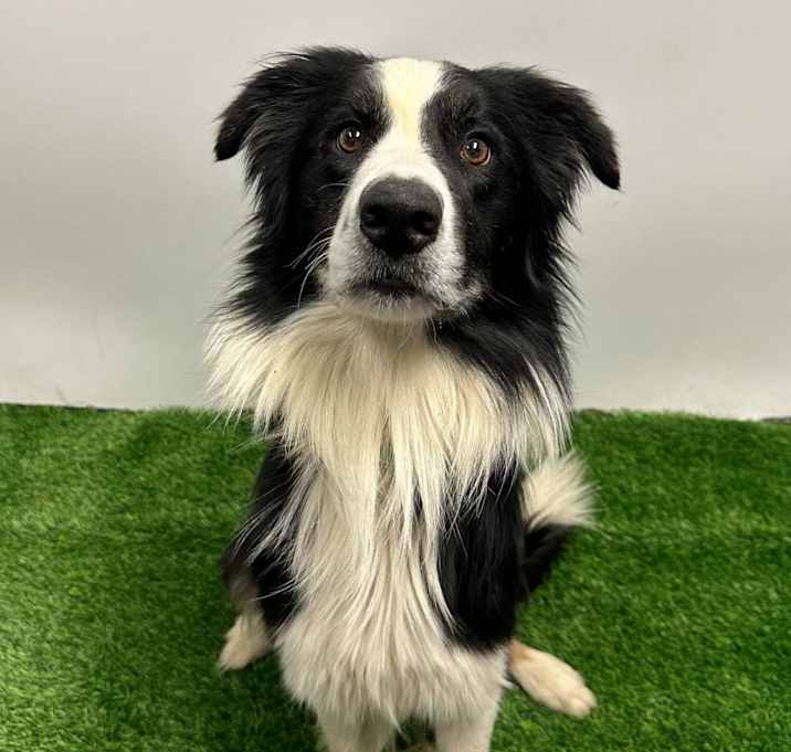 Photo of Remi Rotini