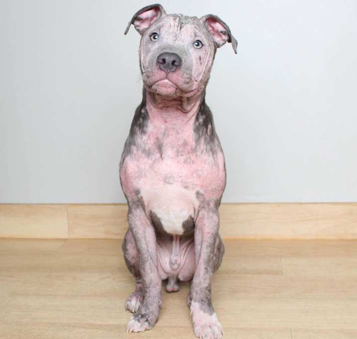 Photo of Sir Wigglebottom D14955