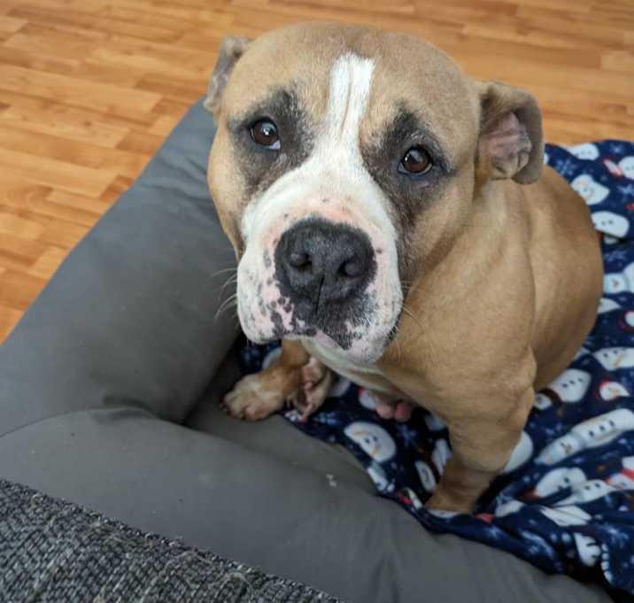 Photo of Princess Porkchop