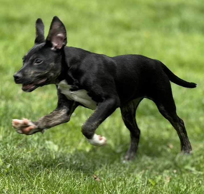 Photo of NY Pima (Foster in Carmel)