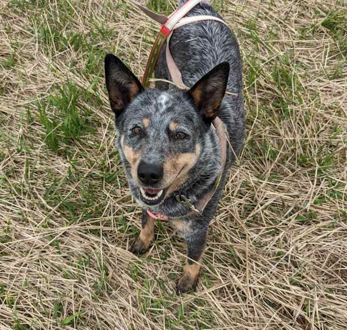 Photo of Jazzy D15941