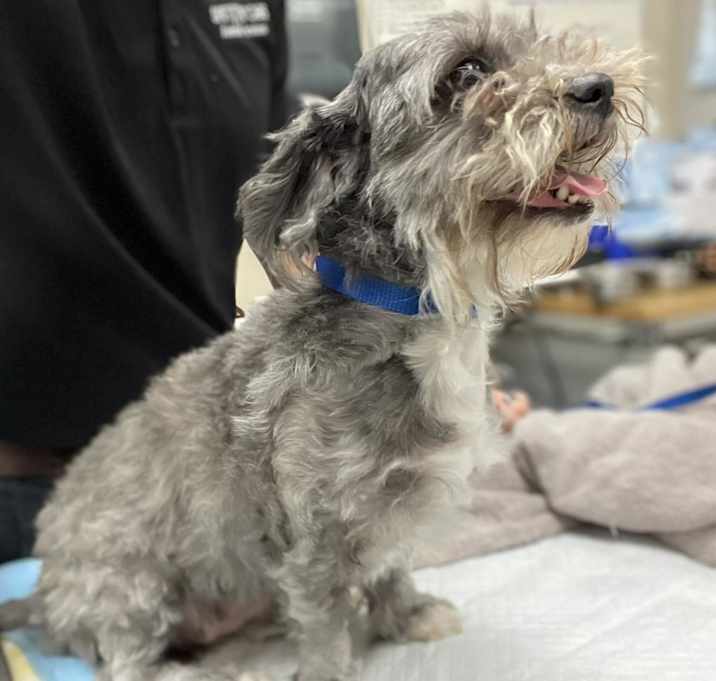 Photo of Sheryl Crow