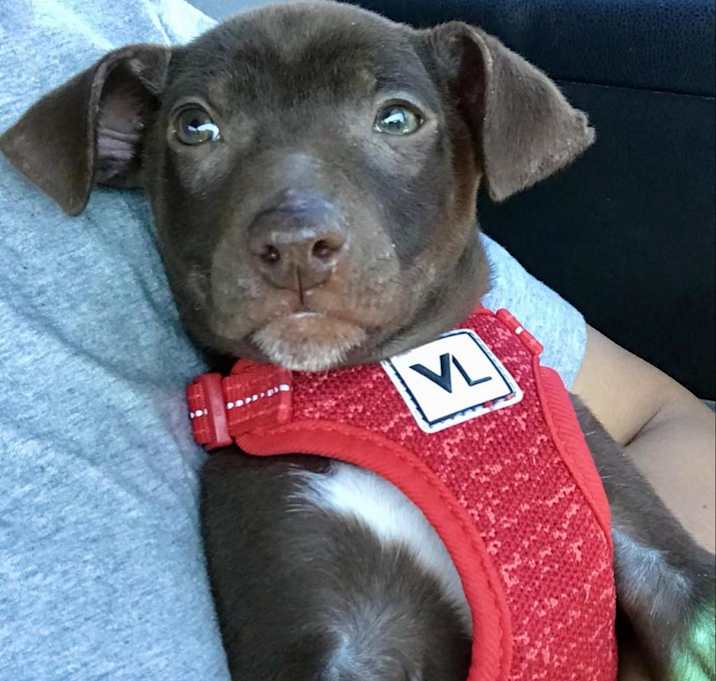 Photo of Ghiradeli D15980