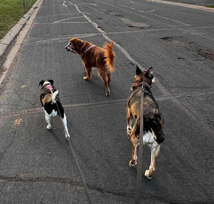 Photo of Chica D15522