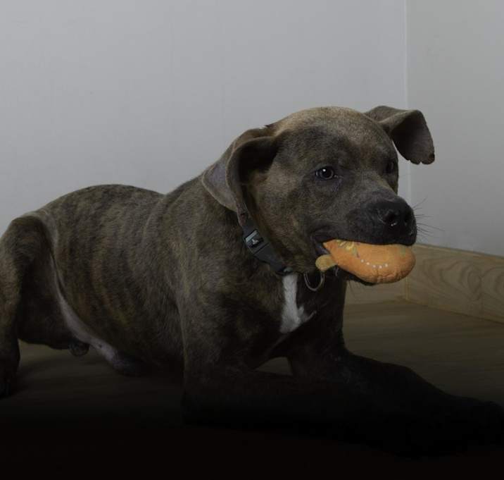 Photo of Diesel D15497