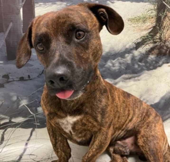 Photo of Waddles Junior