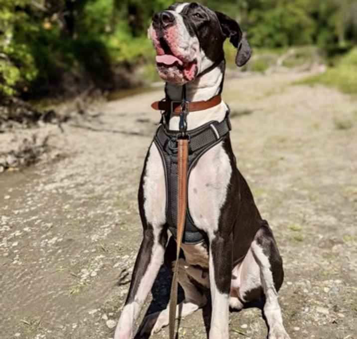 Photo of Hazel Honeybadger