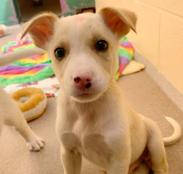 Photo of Graham Cracker