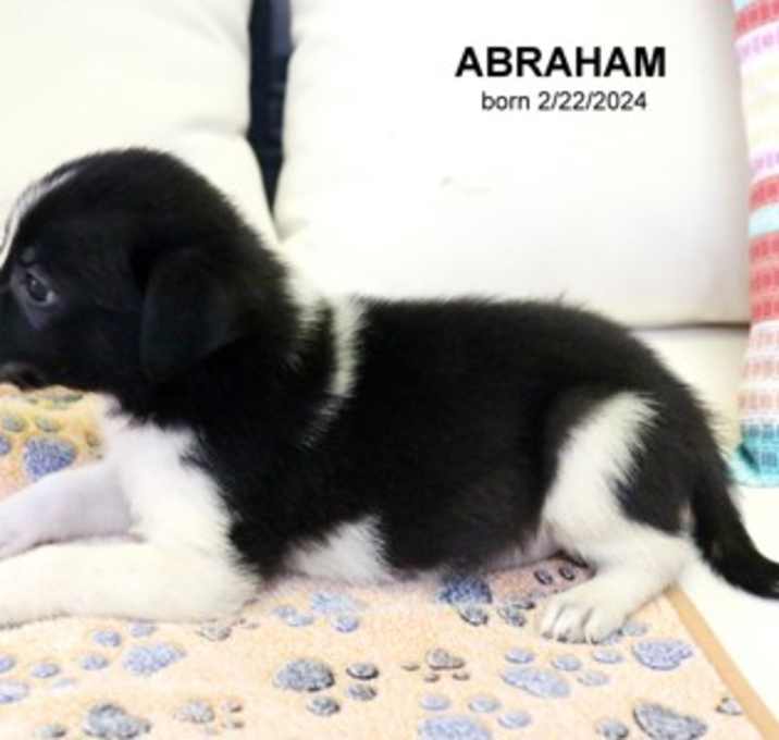 Photo of Abraham-5273